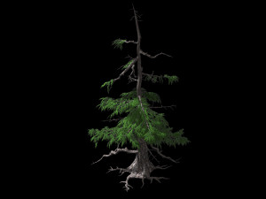 landscape-season-pine tree 07 3D-Modell