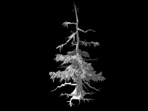 landscape-season-pine tree 07 3D Model