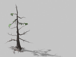 landscape-season-pine tree 08 3D Model