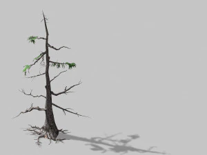 paesaggio-stagione-pino 08 Modello 3D