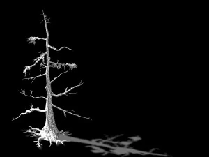 landscape-season-pine tree 08 3D Model