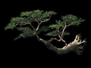 landscape-season-pine tree 09 3D Model