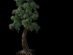 temple of confucius-cypress-wishing tree 10 3D Model