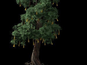 temple of confucius-cypress-wishing tree 14 3D Model