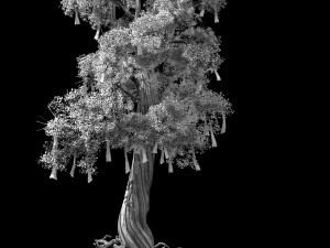 temple of confucius-cypress-wishing tree 14 3D Model