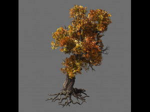 temple of confucius-maple 31 3D Model