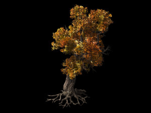 temple of confucius-maple 31 Modèle 3D