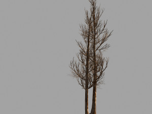 temple of confucius-dead tree 14 3D 모델