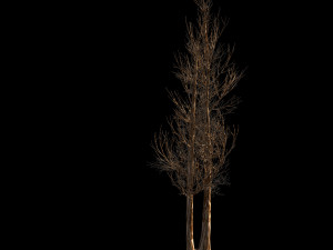 temple of confucius-dead tree 14 3D 모델