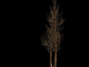 temple of confucius-dead tree 14 3D Model