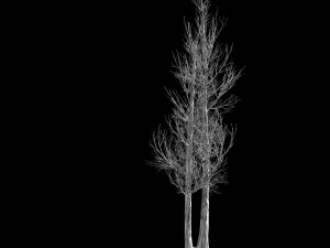 temple of confucius-dead tree 14 3D Model