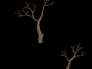 temple of confucius-dead tree 15 3D Model