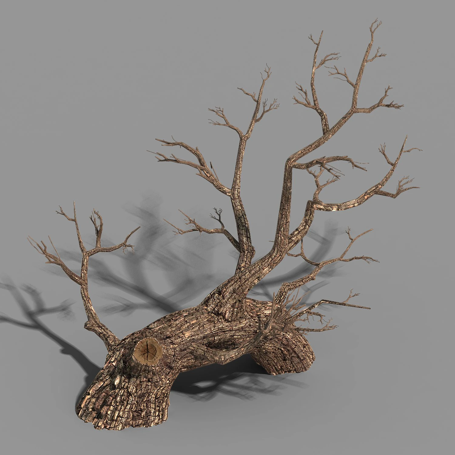 temple of confucius-dead tree 17 3D Model .c4d .max .obj .3ds .fbx .stl .blend 