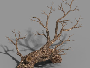 temple of confucius-dead tree 17 3D Model
