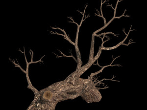 temple of confucius-dead tree 17 Model 3D