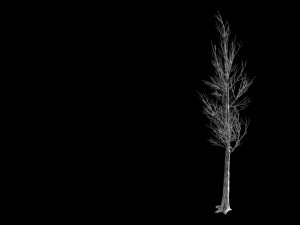 temple of confucius-dead tree 18 Model 3D