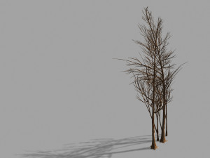 temple of confucius-dead tree 20 3D 모델