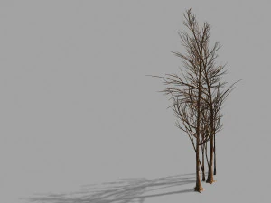 tempio di confucio-albero morto 20 Modello 3D