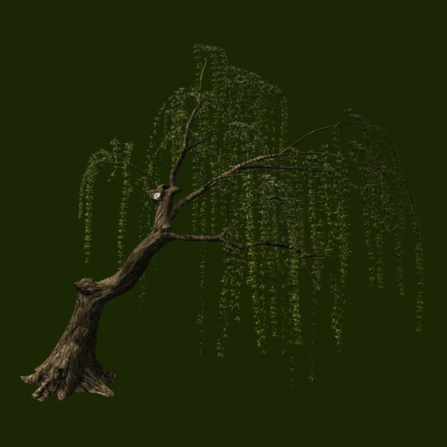 willow-plant 12 3D Модель .c4d .max .obj .3ds .fbx .stl .blend 