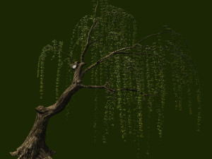 willow-plant 12 3D 모델