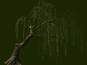 pianta di salice 12 Modello 3D