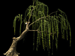 willow-plant 12 3D Модель