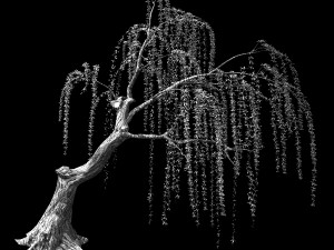 willow-plant 12 3D Модель