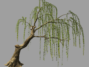 willow-plant 12 3D Модель