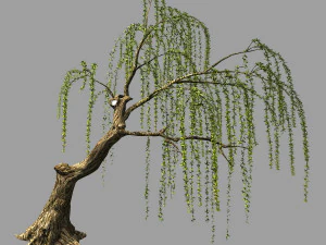 willow-plant 12 3D Model