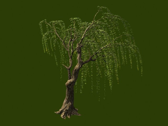 willow-plant 13 Modèle 3D .c4d .max .obj .3ds .fbx .stl .blend 