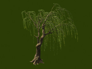 willow-plant 13 3D Model