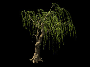 willow-plant 13 Modèle 3D