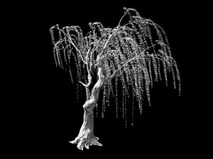 willow-plant 13 Modèle 3D