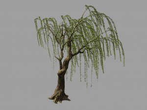 willow-plant 13 Modèle 3D