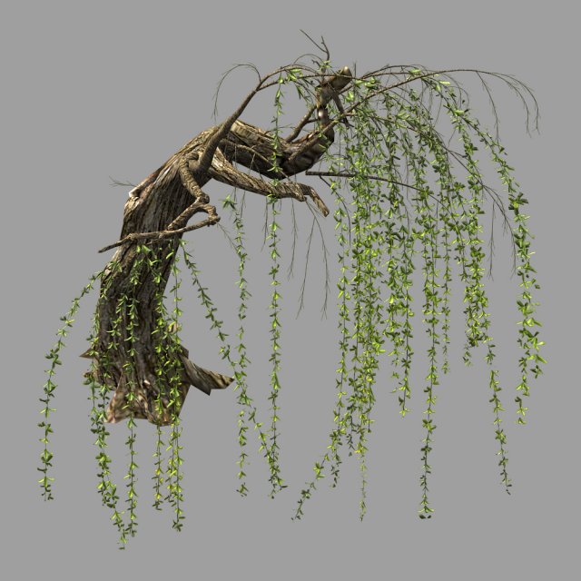 willow-plant 14 Modelo 3D .c4d .max .obj .3ds .fbx .stl .blend