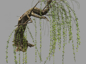 willow-plant 14 3D 모델