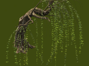 willow-plant 14 Modelo 3D