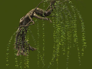 willow-plant 14 3D Model