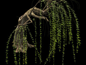 willow-plant 14 Modelo 3D