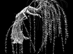 willow-plant 14 3D Model
