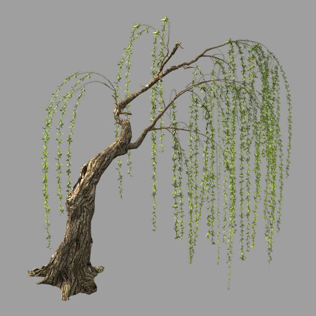 willow-plant 15 3D Модель .c4d .max .obj .3ds .fbx .stl .blend 