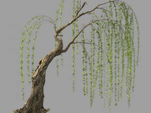 wilgenplant 15 3D Model