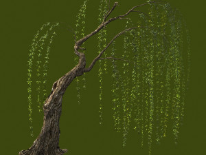 willow-plant 15 3D Модель