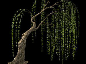 willow-plant 15 3D Модель