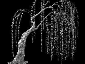 willow-plant 15 3D Модель