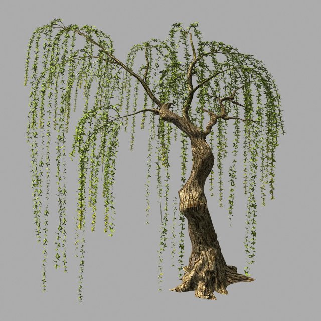 willow-plant 16 3D Модель .c4d .max .obj .3ds .fbx .stl .blend 