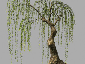 willow-plant 16 3D 모델