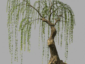 planta de salgueiro 16 Modelo 3D