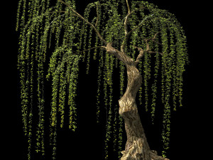 willow-plant 16 3D Модель
