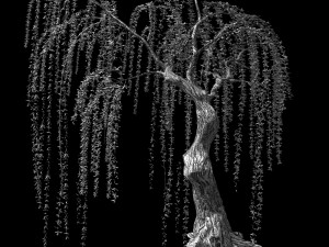 willow-plant 16 3D Модель